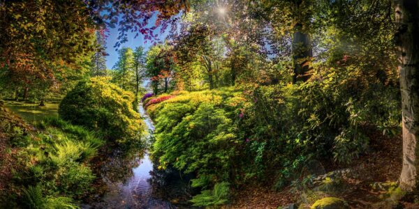 Gaußig– Der alte Rhododendron zaubert einen Blütentraum in den Schloßpark